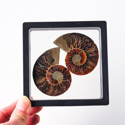 Ammonitfossil Kristall Ornament | Veska