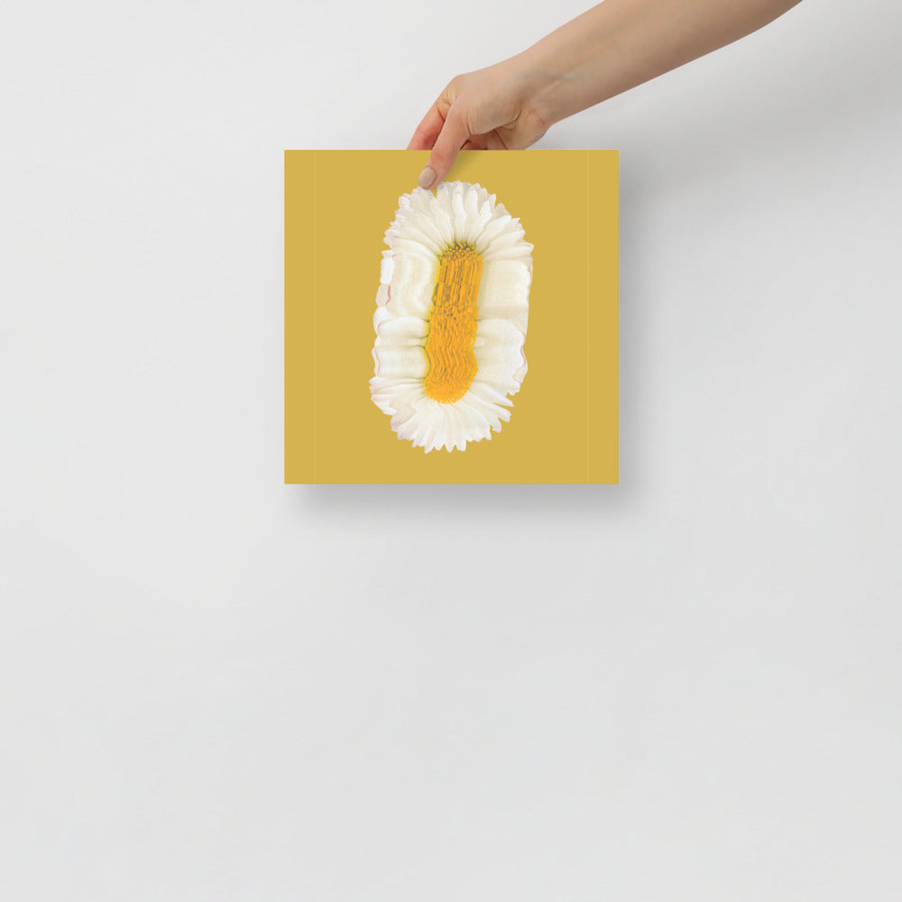 Lazy Daisy | Veska 10×10