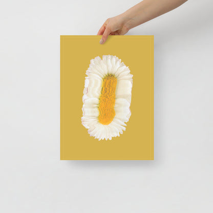 Lazy Daisy | Veska 12×16