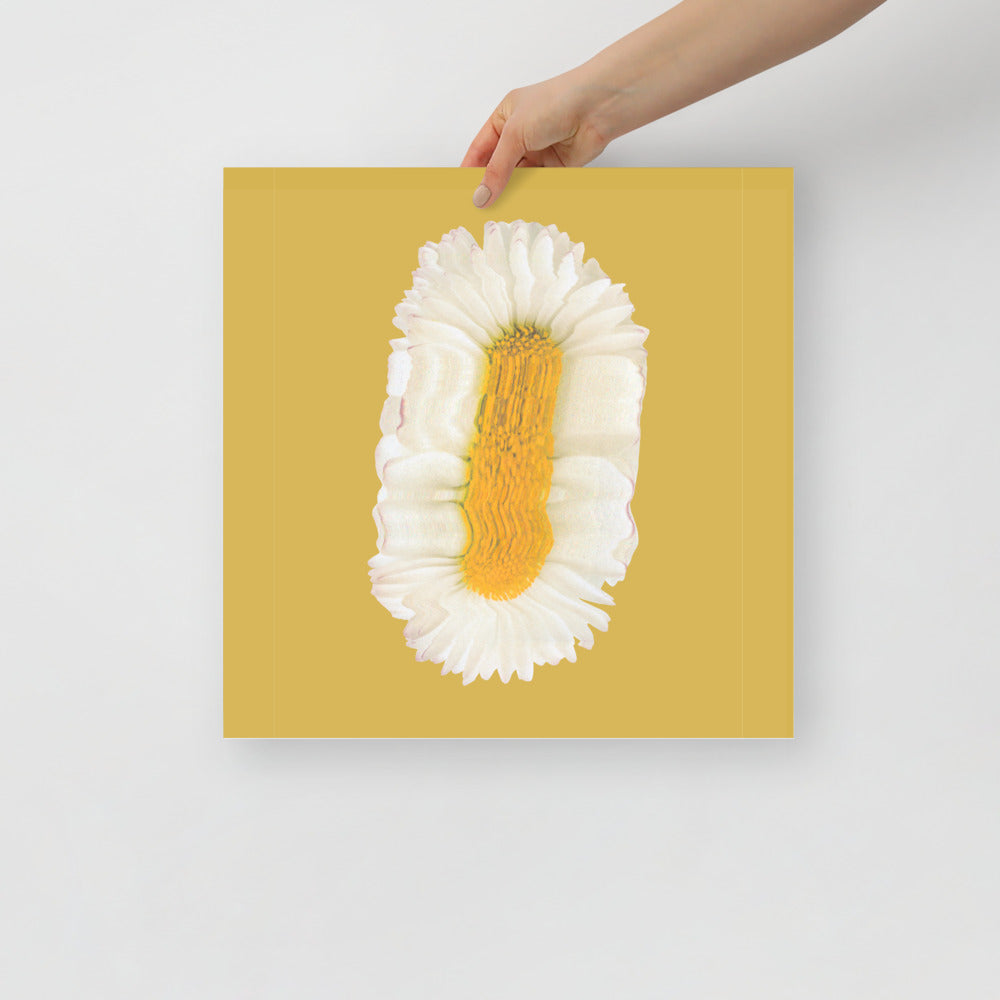 Lazy Daisy | Veska 16×16