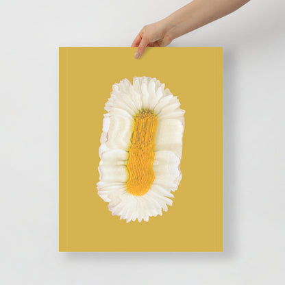 Lazy Daisy | Veska 16×20