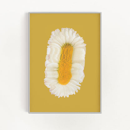 Lazy Daisy | Veska 8×10
