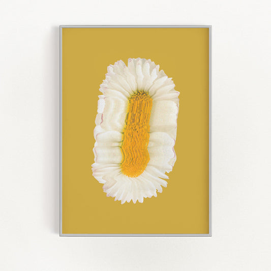 Lazy Daisy | Veska 8×10