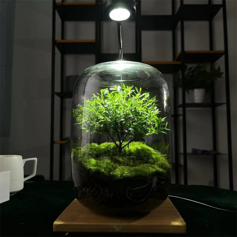 Mikro Landskap Grön Oas Glas Vas | Veska