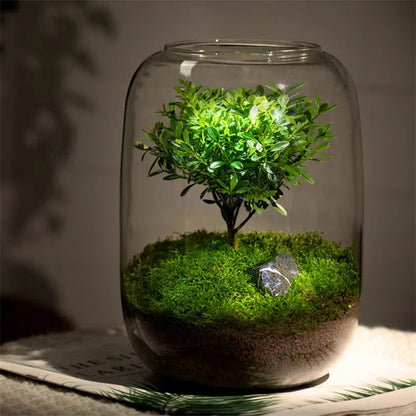 Mikro Landskap Grön Oas Glas Vas | Veska