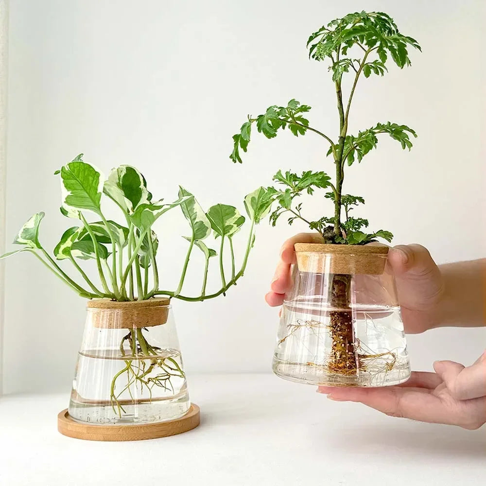 Royelux Hydroponisk Glas Växtvas med Träbas | Veska