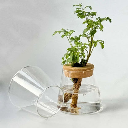 Royelux Hydroponisk Glas Växtvas med Träbas | Veska