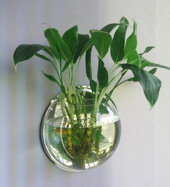Väggmonterad Transparent Fiskbowl Blomvas | Veska spegel